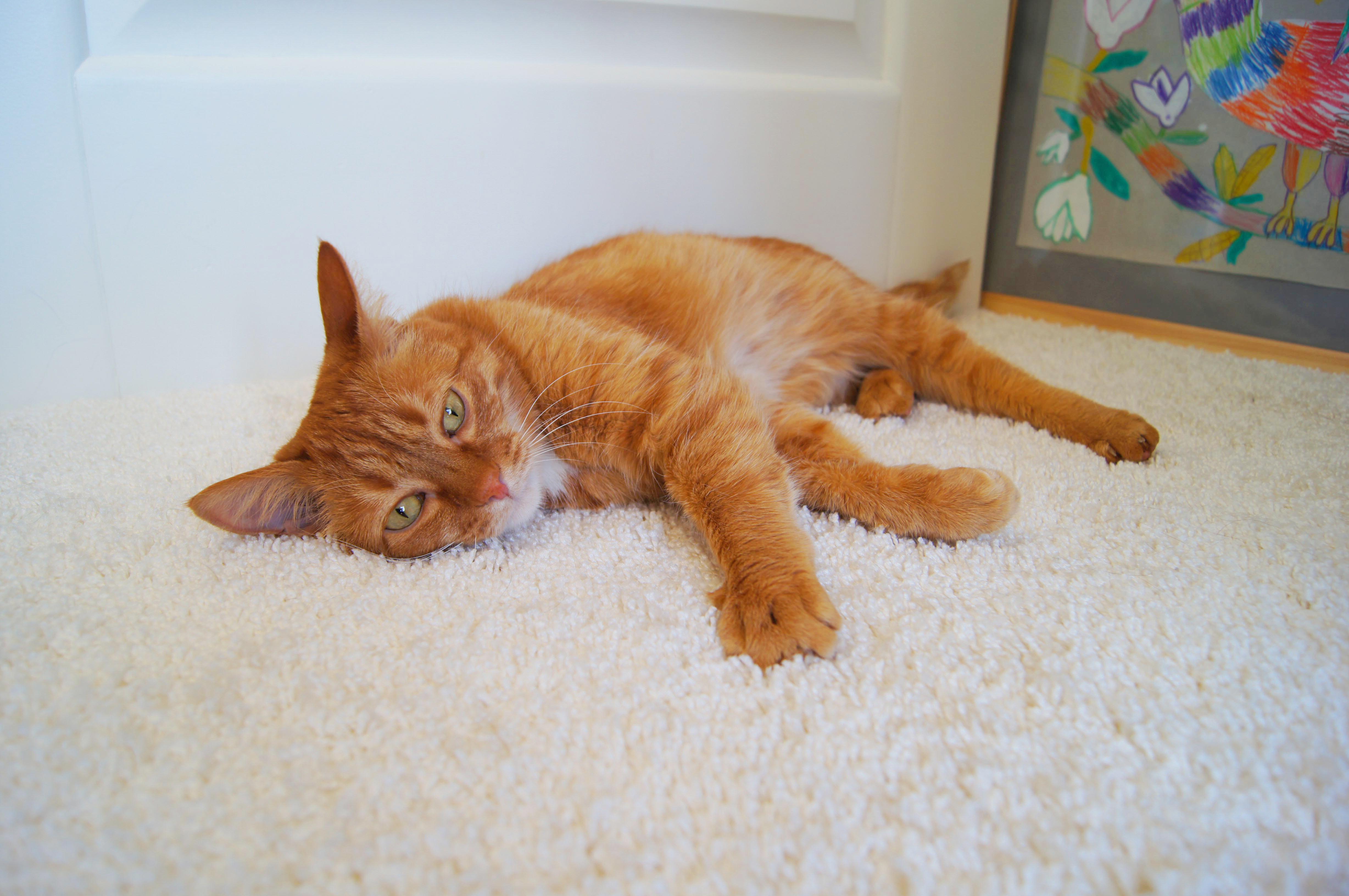 Ковролин "Зартекс" Amarena 140 бежевый (4м) — купить в Сочи